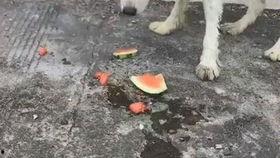 狗吃瓜事件,宠物界的意外“瓜”事引发热议