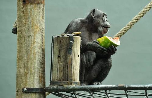 聊天连发吃瓜表情包,表情包背后的热议话题