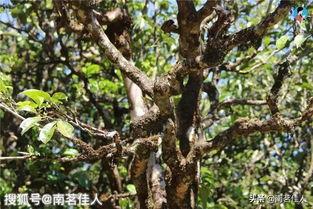 勐库古树头条号查询,探寻茶山秘境，揭秘千年古树茶传奇