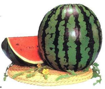 饭前吃瓜,轻松开启美食之旅