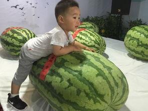 炎陵吃瓜群众事件,揭秘网络舆论的风暴与反思